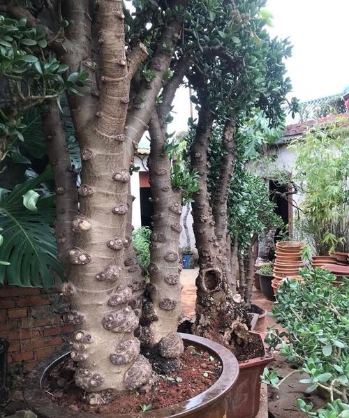 20年的玉树老桩10年的芦荟老桩学会简单方法你家也会有