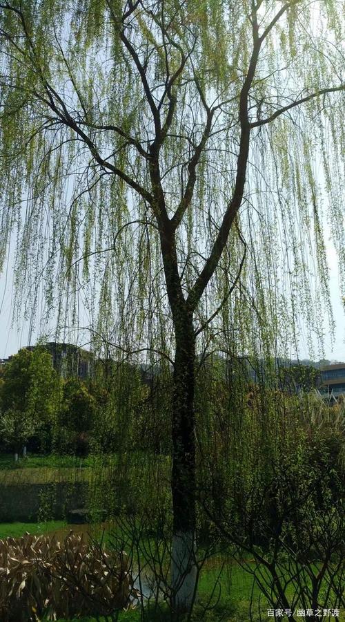 原创情诗 咫尺天涯