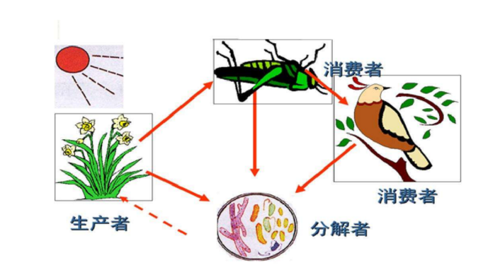 在一个生态系统中,生产者消费者和分解者之间是什么关系