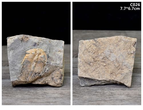 生物化石标本三叶虫王冠虫古生物化石原石教学标本狼鳍鱼化石昆虫植物