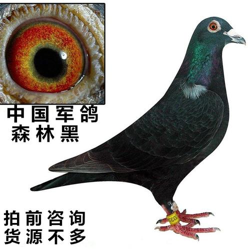纯黑赛鸽/森林黑信鸽/黑金刚公棚成绩鸽后代血统鸽青年鸽幼鸽活体
