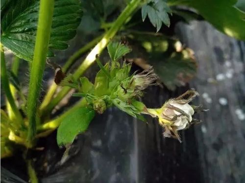 草莓叶片焦,花蕾枯萎,果小偏软,大多数是缺钙