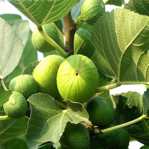 青皮无花果树苗