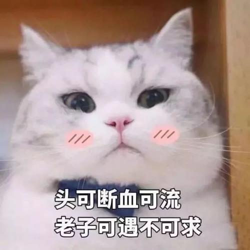 猫能有多渣!怕是你前任也比不上!