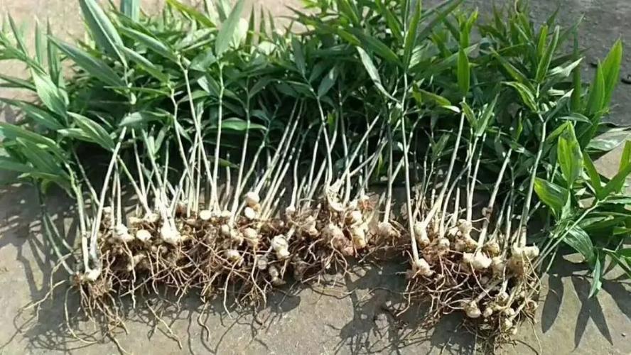 黄精种植:投入低收益高,为什么种植人不多?市场周期是