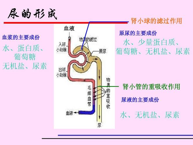 尿的形成和排出课件