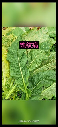 其它 烟田病虫害识别与防治 写美篇野火病,角斑病属烟草细菌性病害
