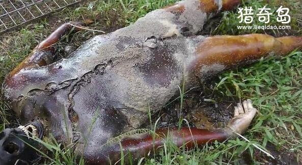 人死后49天的全过程,身体不断腐烂(美国尸体农场)