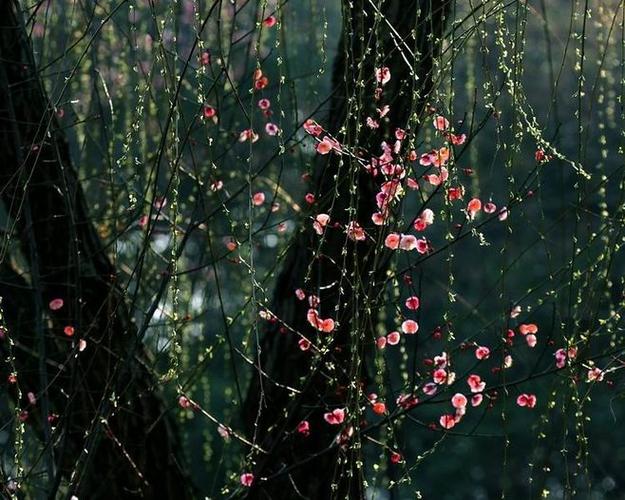 佳作《梅柳争春》 朱翀