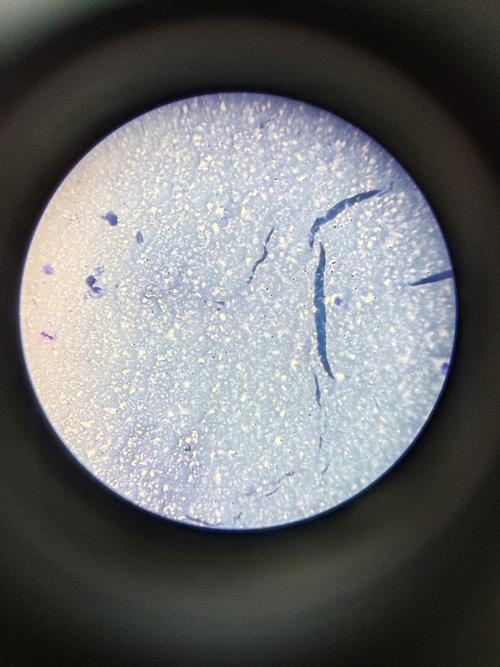 显微镜里的切片世界