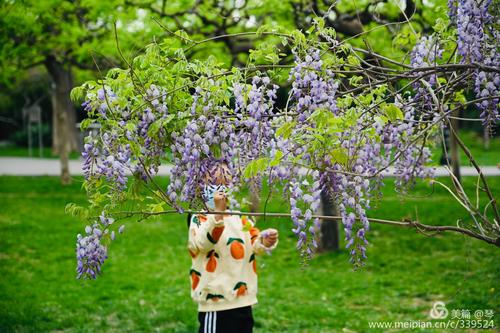 豆科植物:紫藤与刺槐