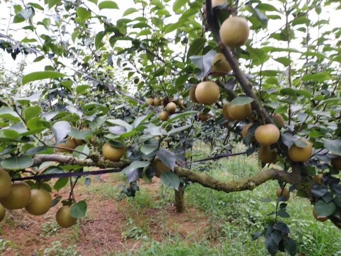 虽然外表差了一些让每一个梨子都晒到太阳在翠冠梨的生长过程中不套袋