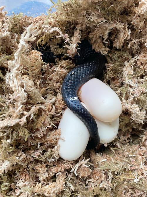 我是勤劳的挖蛋人06守宫蛋和蛇蛋