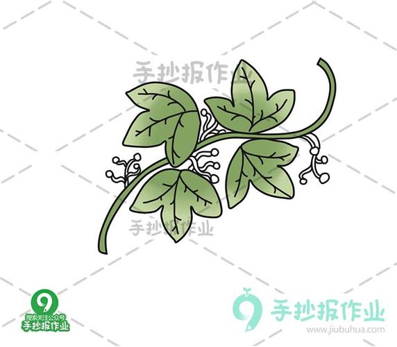 爬山虎的脚简笔画