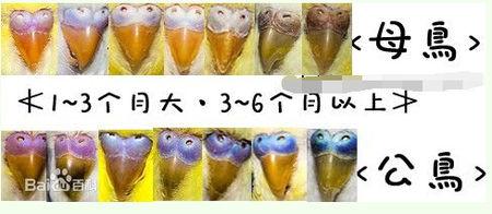 分辨凤尾鹦鹉(鸡尾鹦鹉)公母可按以下凤尾鹦鹉的喙成长图来区分