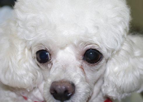 这只狗狗在半年前就在当地诊断出了青光眼,但由于各种药物都没有