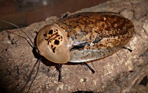 蟑螂之匍蜚蠊科