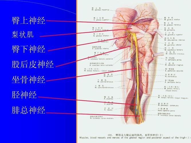 神经课件 臀上神经 梨状肌 臀下神经 股后皮神经 坐骨神经 胫神经 腓