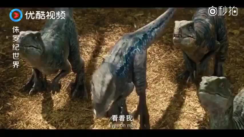 侏罗纪世界:帅气男主成功驯化四只迅猛龙,跟养狗一样,人才啊