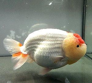  售>泰国狮子头兰寿 14.5cm(视频)t205