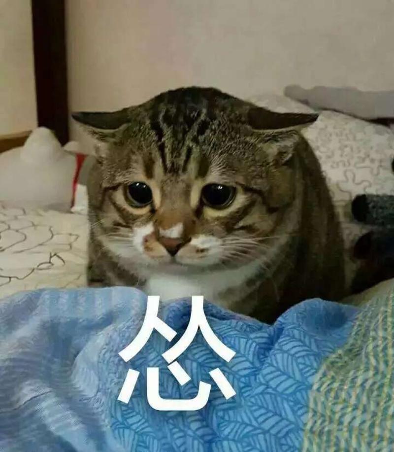 表情包 猫怂