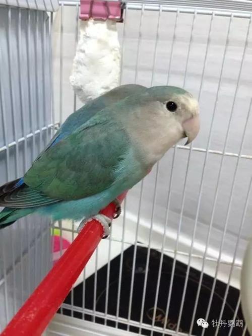 面类牡丹鹦鹉18种基础基因介绍