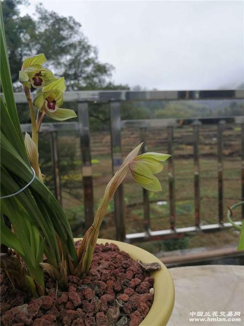 这个春剑荷瓣虽然不怎么发苗,但每年都来花