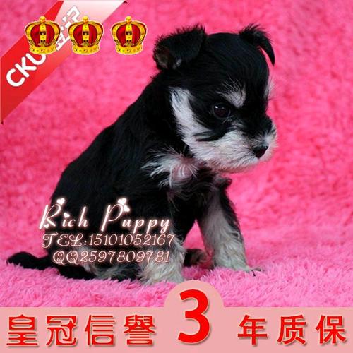 雪纳瑞犬 幼犬出售梗狗宠物狗黑银免运费015商品图片价格