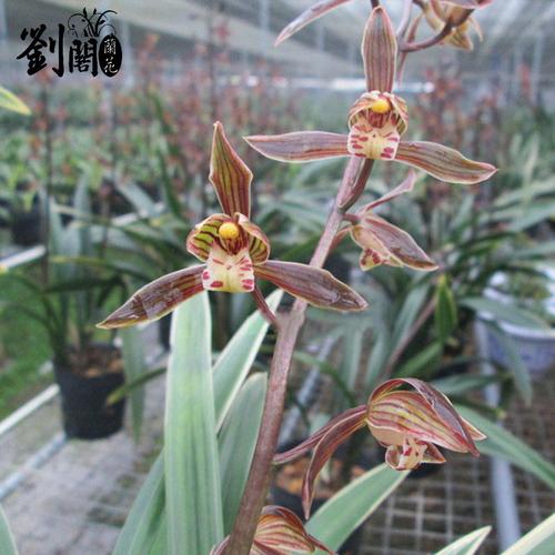 罕见兰花浓香太平洋花苞边线墨兰花苗