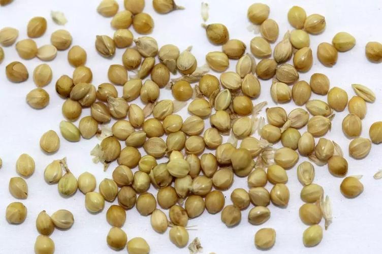 谷芽混淆品-稻芽