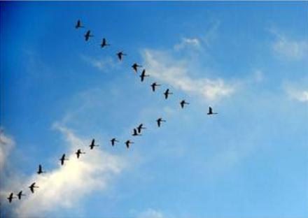 大雁南飞的故事