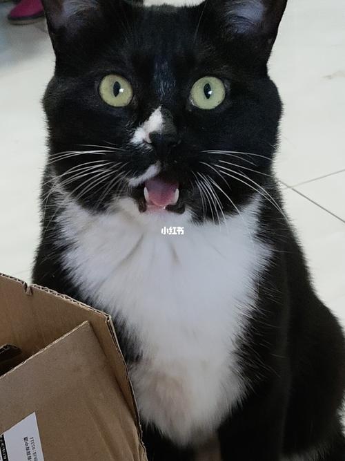 小黑猫93打哈欠,可爱死了