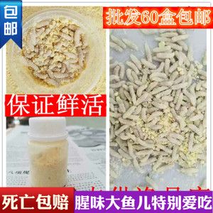 包邮60瓶钓鱼蛆虫活体肉蛆蛆牙子钓饵红色活蛆瓶装鱼饵渔具店货源