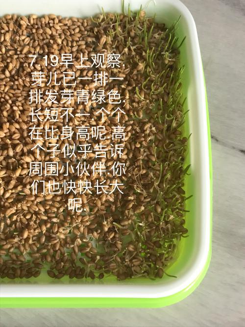 我的水培小麦