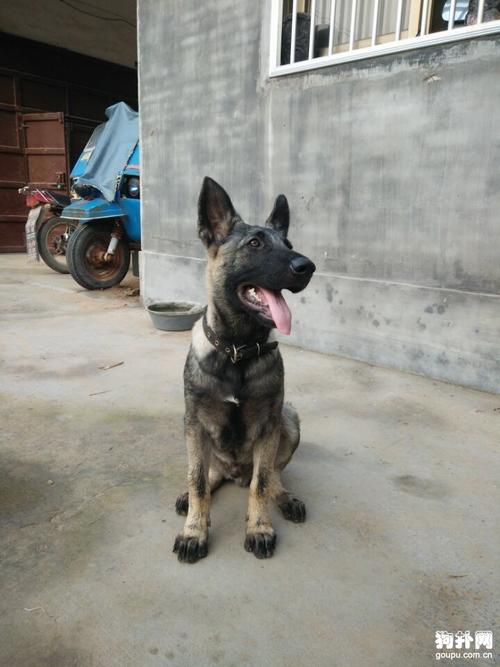 五个月狼青图片_狼青犬图片_狗扑狼青犬网