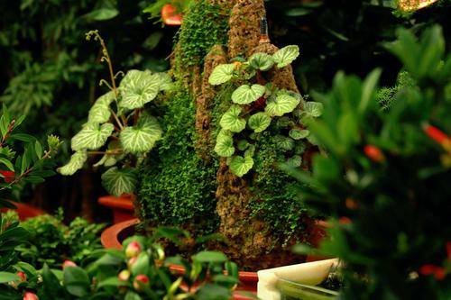 岁月青藤,富佳花市