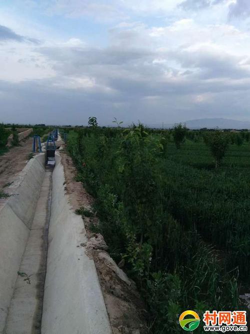 大靖镇龙岗村百亩皇冠梨美景_甘肃省武威市古浪县大靖镇樊家滩村-村