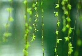 三月份绿色柳枝高清图片桌面壁纸下载