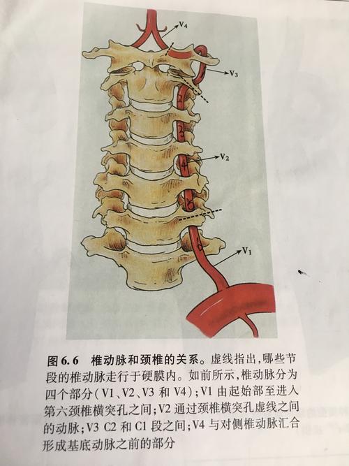 附:椎动脉解剖图