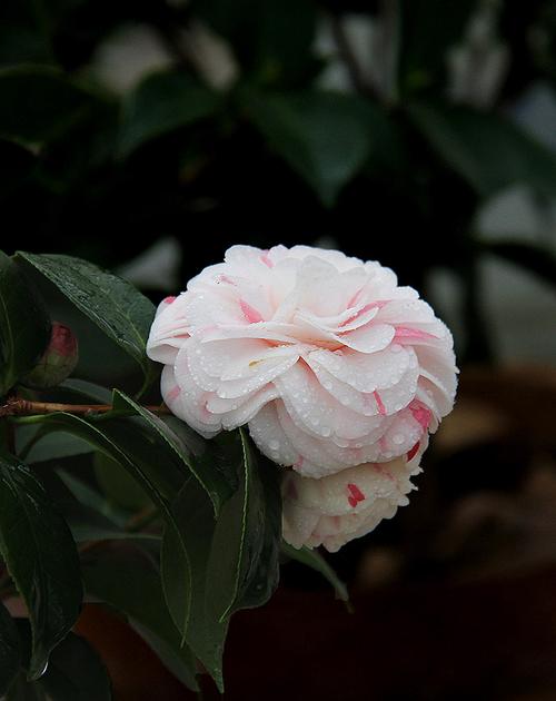 茶花喜迎春