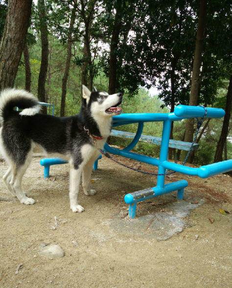 成年哈士奇转让