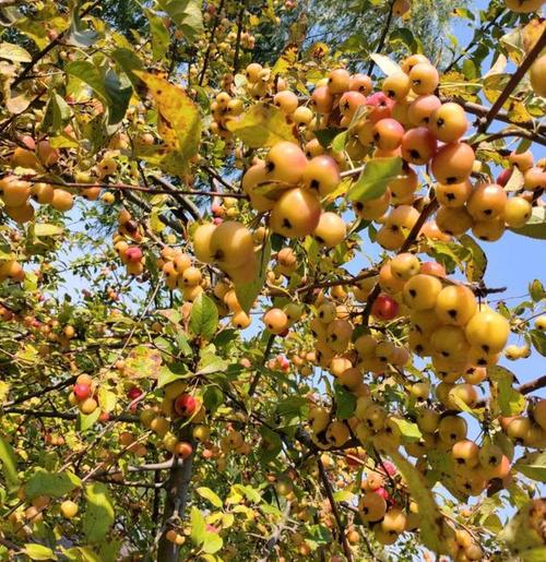 秋天金色的果实在飘香