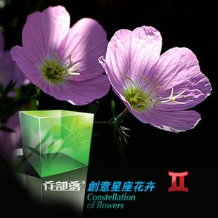 [花部落] 月见草花种 创意办公室盆栽 双子座守护花 十二星座花卉