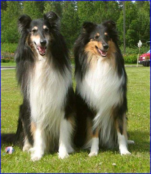 苏格兰牧羊犬