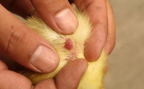 刚孵化的小鸡如何分辨公母?