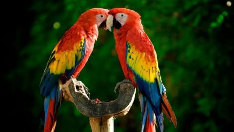 一对鹦鹉 大自然壁纸 大自然图片大全 大自然桌面壁纸