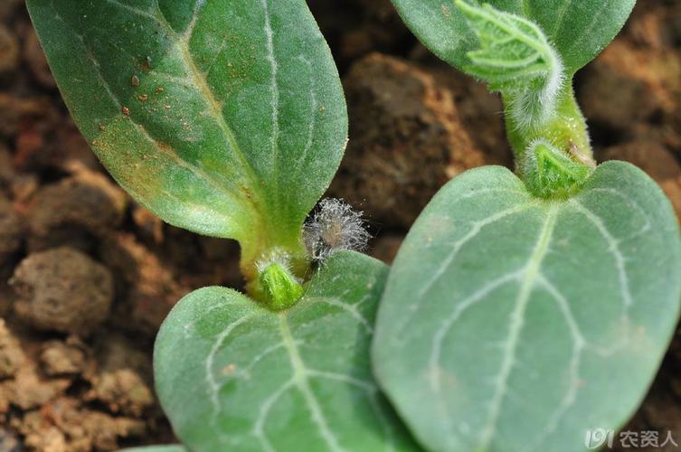 嫁接西瓜苗期病害——请大家鉴定