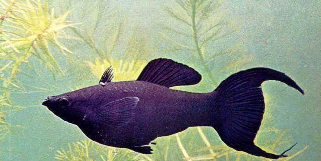 黑玛丽鱼怎么分公母?