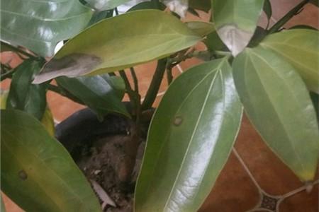 平安树叶子尖发黑干枯怎么办