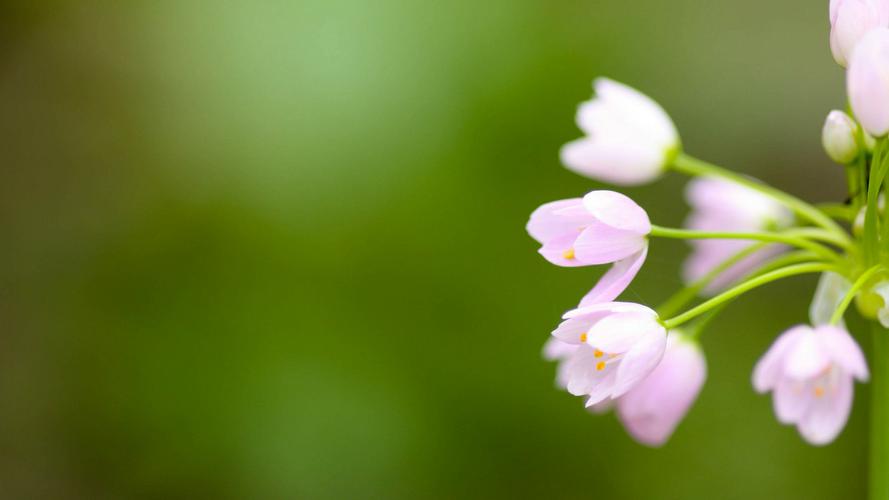 壁纸,植物,花
